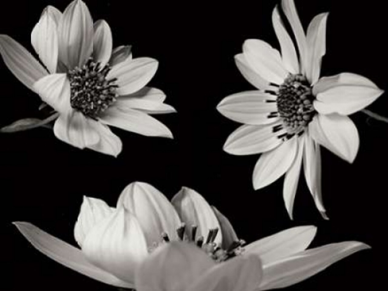 Trio I Poster Print by Jim Christensen - Item # VARPDXPSCRS181